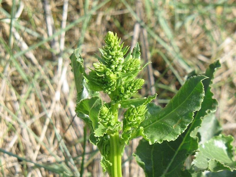 Beta Vulgaris Subsp. Maritima - Durlston Cliffs, Dorset | Beta | Amaranthaceae