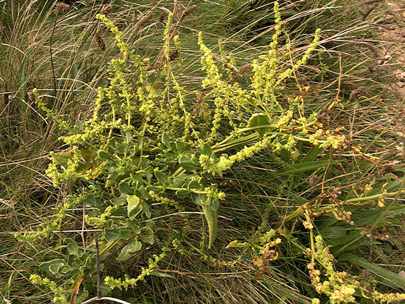 Beta Vulgaris Subsp. Maritima - Durlston Cliffs, Dorset | Beta | Amaranthaceae