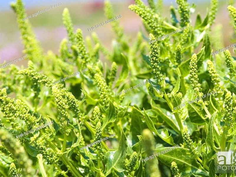 Beta Vulgaris Subsp. Maritima - Durlston Cliffs, Dorset | Beta | Amaranthaceae