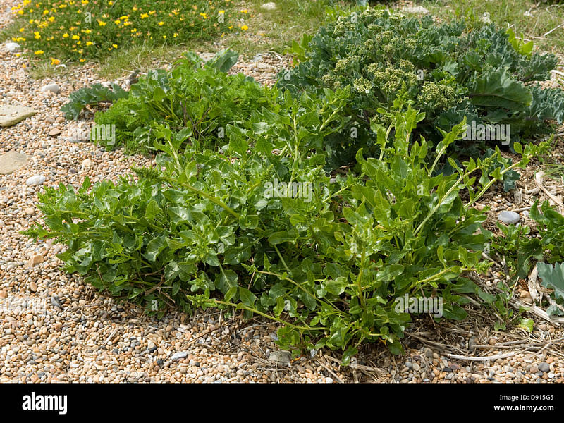 Beta Vulgaris Subsp. Maritima - Durlston Cliffs, Dorset | Beta | Amaranthaceae