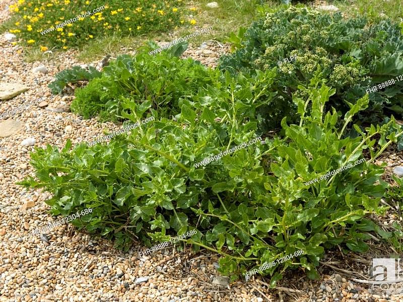 Beta Vulgaris Subsp. Maritima - Durlston Cliffs, Dorset | Beta | Amaranthaceae