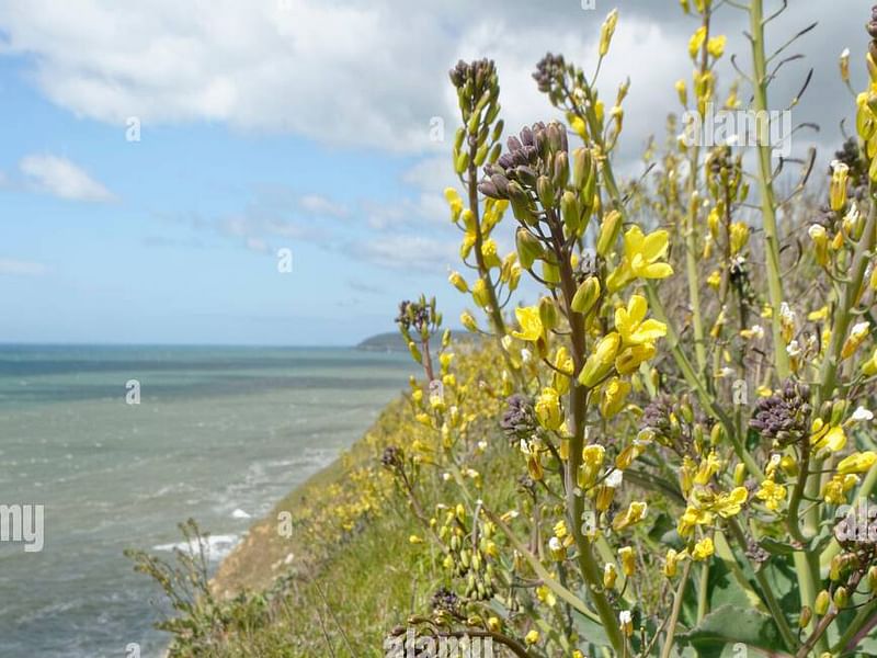 Beta Vulgaris Subsp. Maritima - Durlston Cliffs, Dorset | Beta | Amaranthaceae
