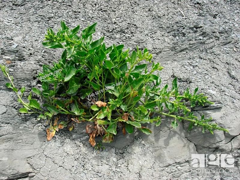 Beta Vulgaris Subsp. Maritima - Durlston Cliffs, Dorset | Beta | Amaranthaceae