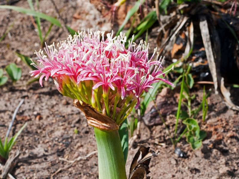 Boophane | Amaryllidaceae