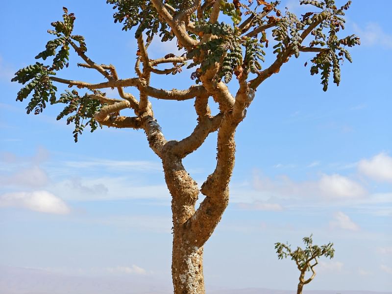 Boswellia Sacra | Boswellia | Burseraceae