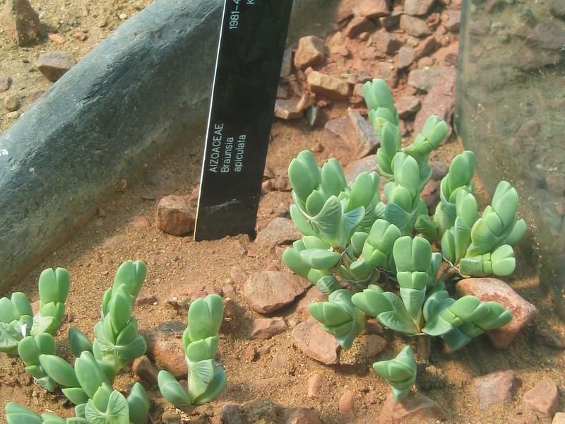 Braunsia | Aizoaceae