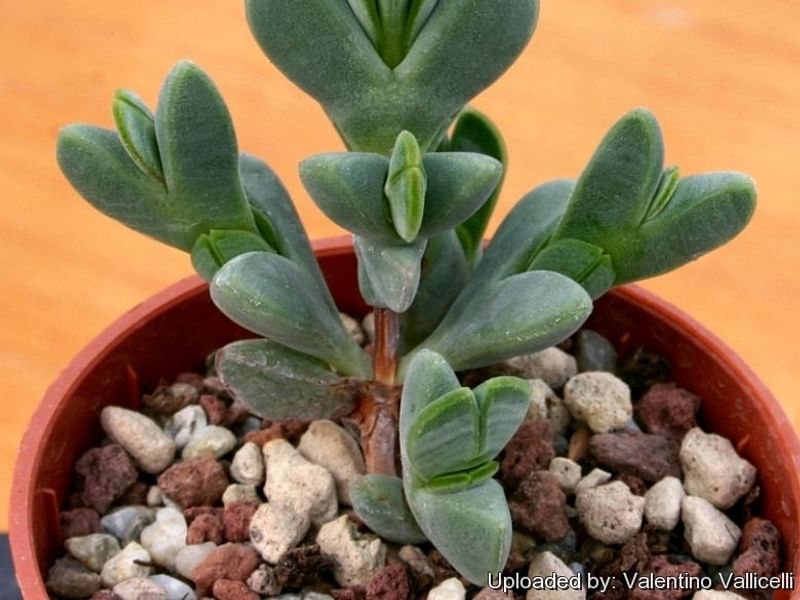 Braunsia | Aizoaceae