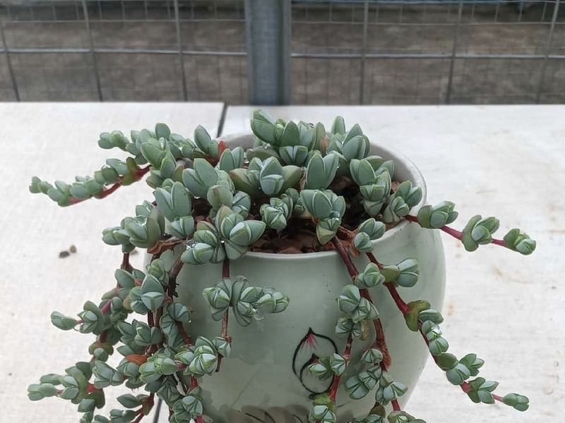 Braunsia | Aizoaceae