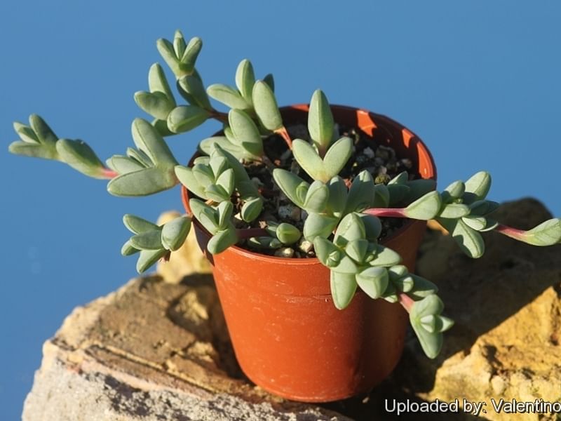 Braunsia | Aizoaceae
