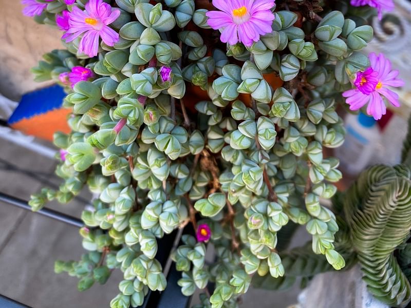 Braunsia | Aizoaceae
