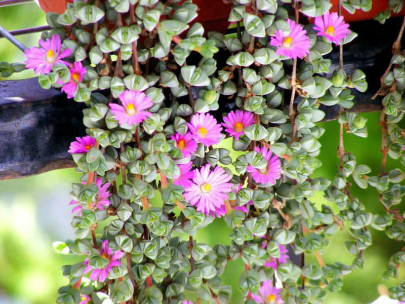 Braunsia | Aizoaceae