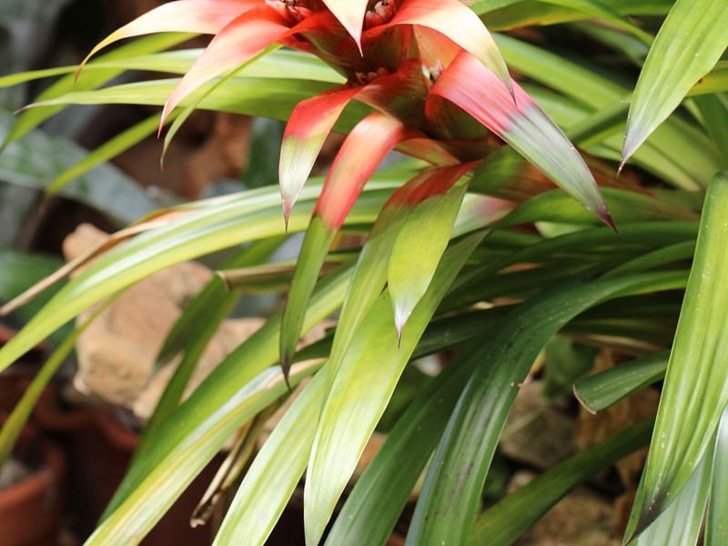 Bromeliaceae