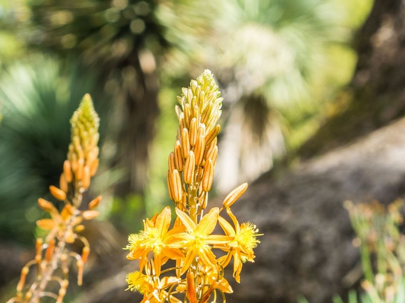 Bulbine Frutescens | Bulbine | Aloaceae