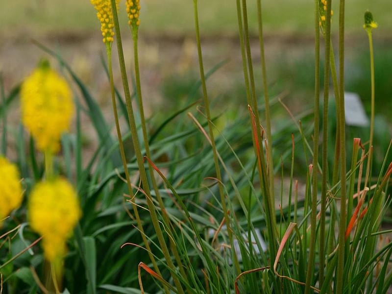 Bulbinella | Aloaceae