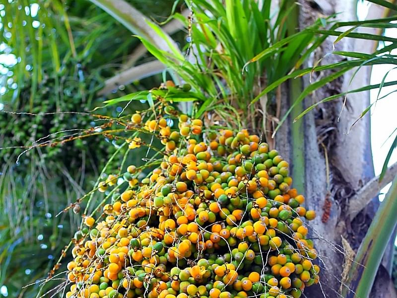 Butia | Arecaceae
