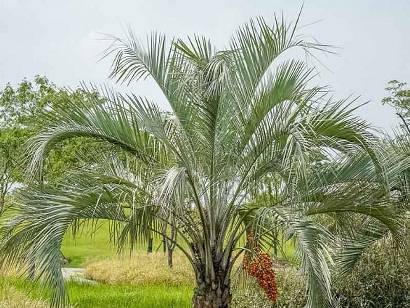 Butia | Arecaceae