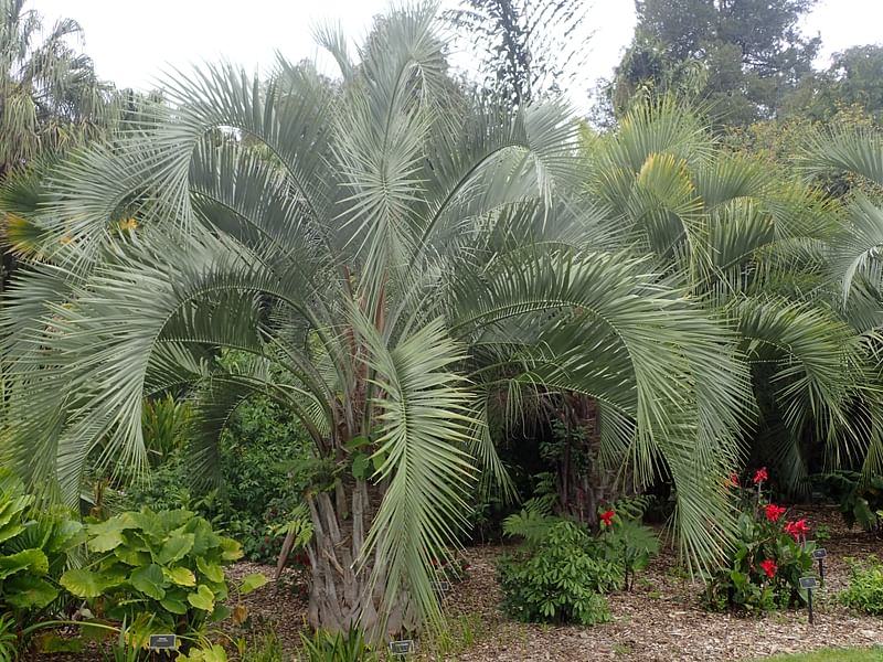 Butia | Arecaceae