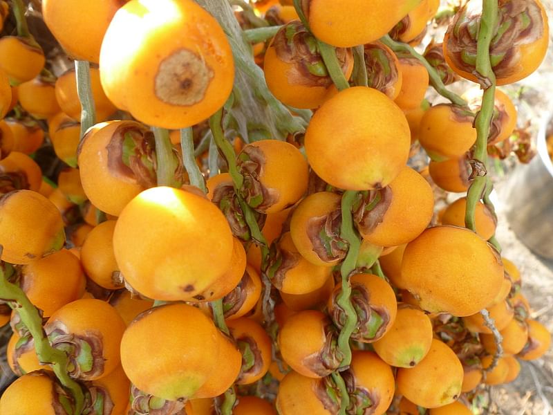 Butia | Arecaceae