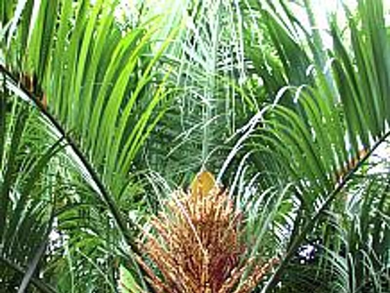 Butia | Arecaceae