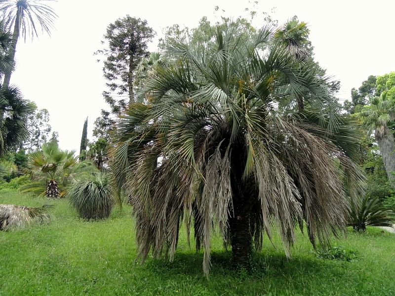 Butia | Arecaceae