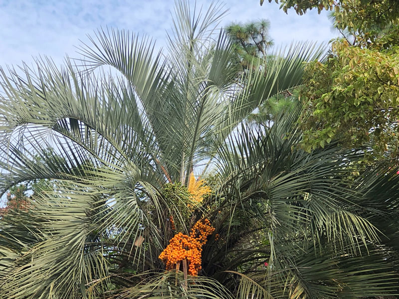 Butia | Arecaceae