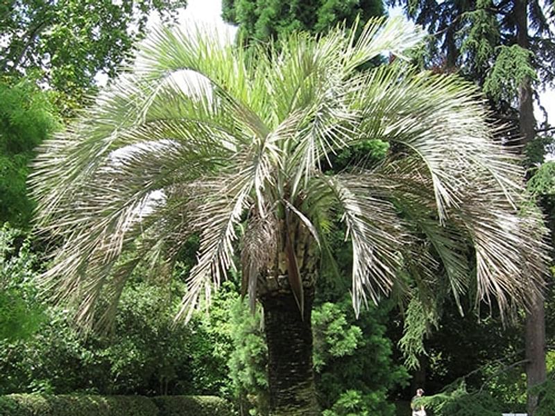 Butia | Arecaceae