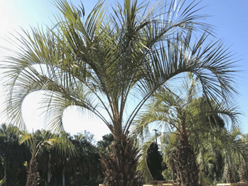 Butia | Arecaceae