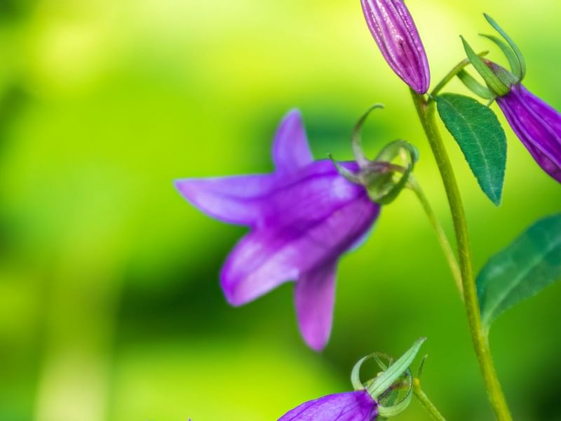 Campanulaceae