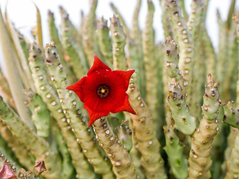 Caralluma | Apocynaceae