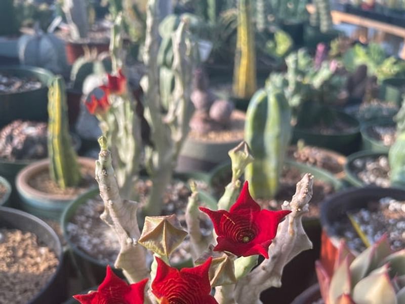Caralluma Socotrana | Caralluma | Apocynaceae