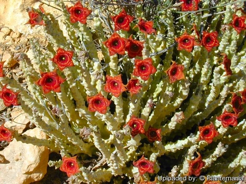 Caralluma Socotrana | Caralluma | Apocynaceae