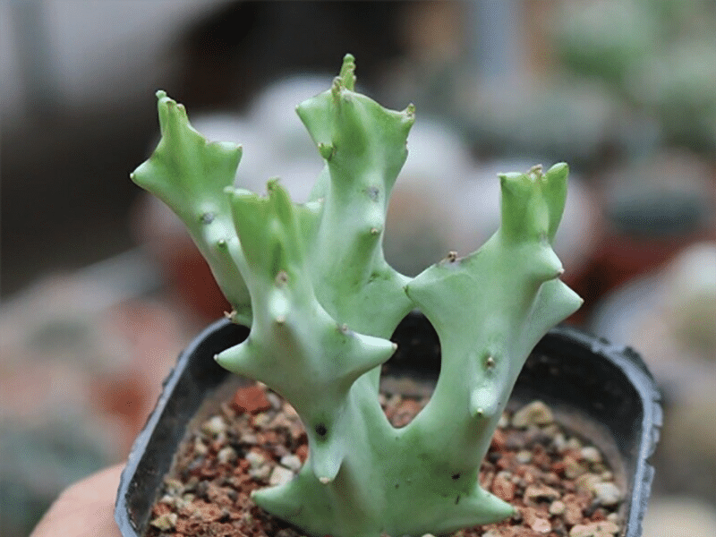 Caralluma Socotrana | Caralluma | Apocynaceae