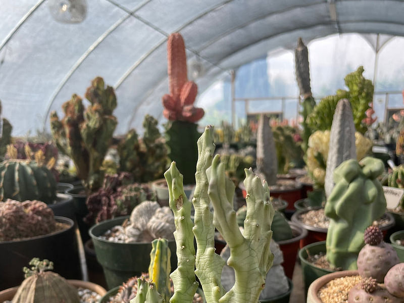 Caralluma Socotrana | Caralluma | Apocynaceae
