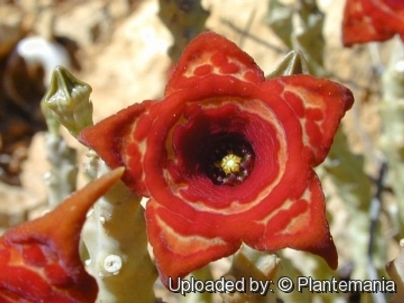 Caralluma Socotrana | Caralluma | Apocynaceae