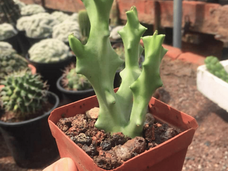 Caralluma Socotrana | Caralluma | Apocynaceae
