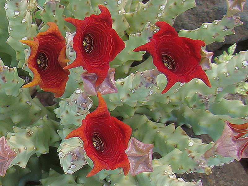 Caralluma Socotrana | Caralluma | Apocynaceae