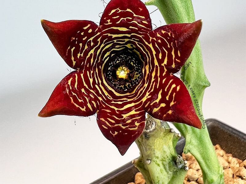 Caralluma Socotrana | Caralluma | Apocynaceae