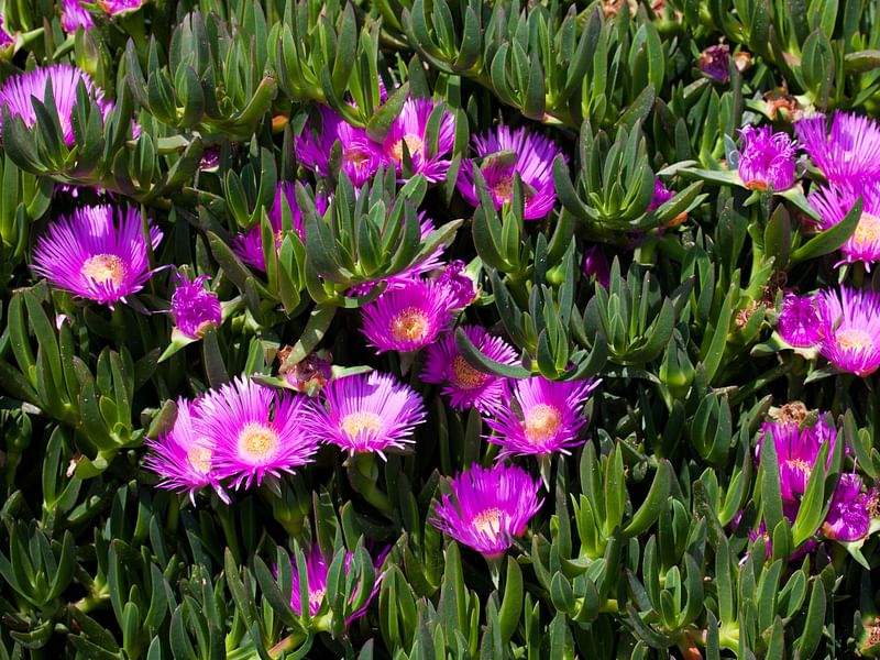 Carpobrotus | Aizoaceae