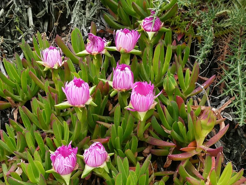Carpobrotus Chilensis | Carpobrotus | Aizoaceae