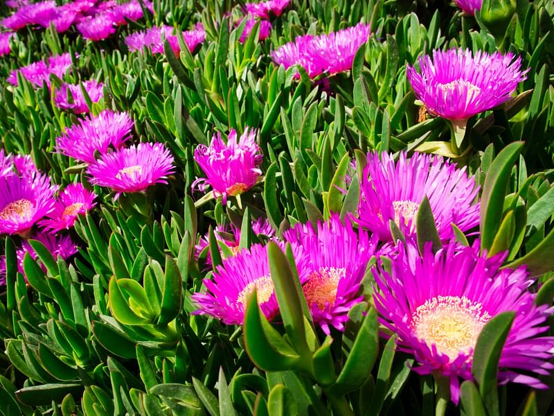 Carpobrotus Edulis | Carpobrotus | Aizoaceae