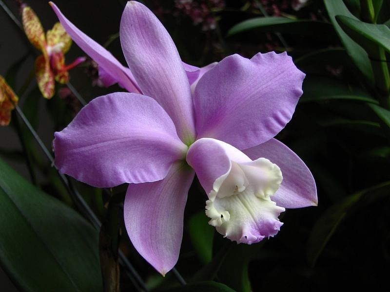 Cattleya Loddigesii | Orchidaceae