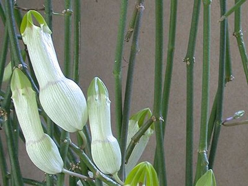 Ceropegia Ampliata - Photo: Sage Reynolds | Ceropegia | Apocynaceae