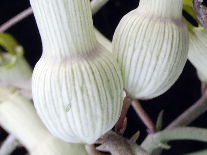 Ceropegia Ampliata - Photo: Sage Reynolds | Ceropegia | Apocynaceae