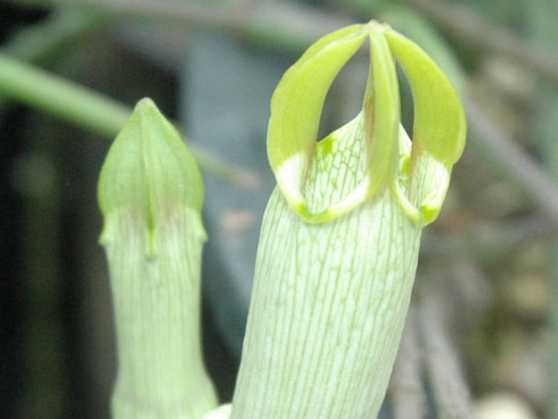 Ceropegia Ampliata - Photo: Sage Reynolds | Ceropegia | Apocynaceae