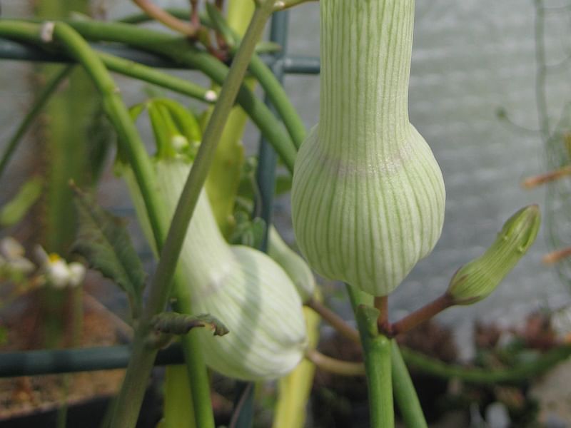 Ceropegia Ampliata - Photo: Sage Reynolds | Ceropegia | Apocynaceae