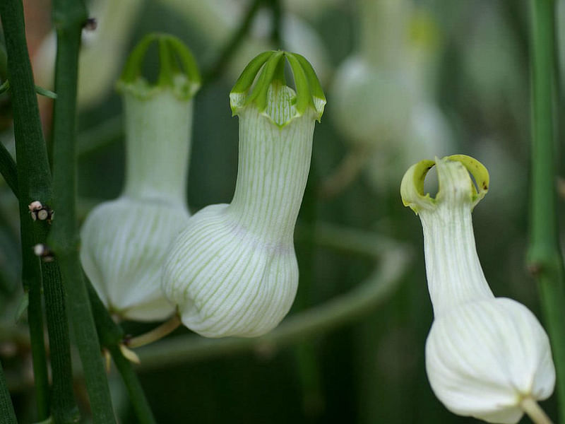 Ceropegia Ampliata - Photo: Sage Reynolds | Ceropegia | Apocynaceae