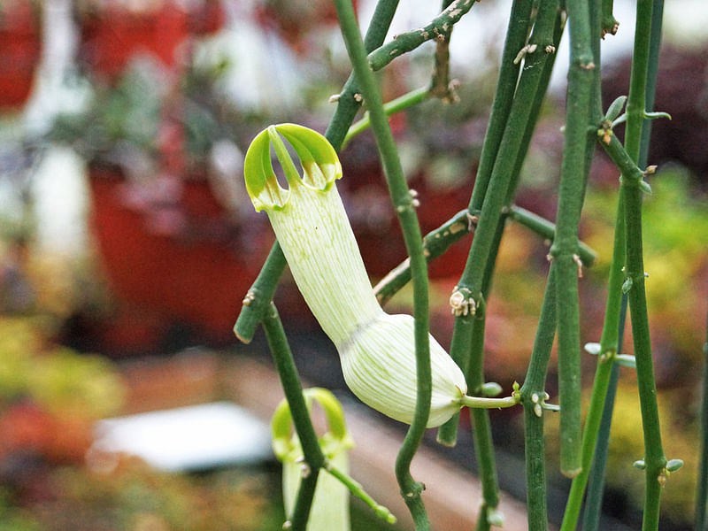 Ceropegia Ampliata - Photo: Sage Reynolds | Ceropegia | Apocynaceae