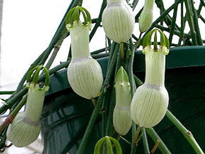 Ceropegia Ampliata - Photo: Sage Reynolds | Ceropegia | Apocynaceae