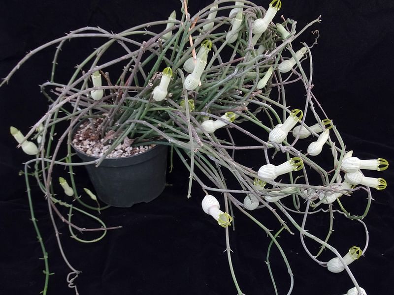 Ceropegia Ampliata - Photo: Sage Reynolds | Ceropegia | Apocynaceae