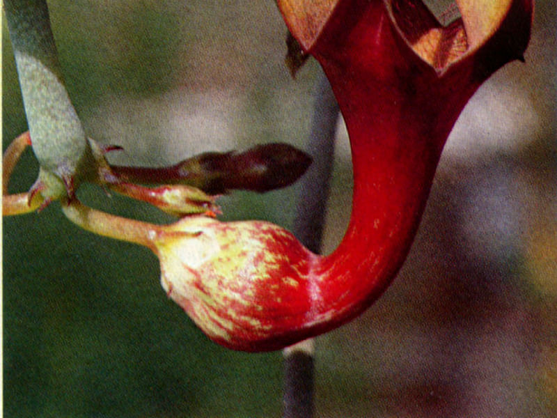 Ceropegia Ballyana - Photo: Jan Rimmek | Ceropegia | Apocynaceae